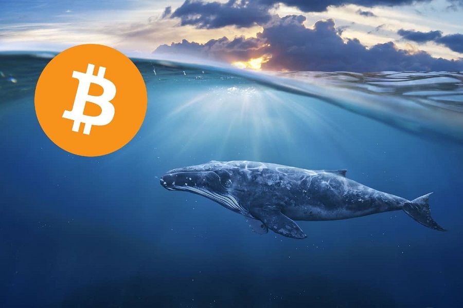 Bitcoin-Whales-Tracker-05