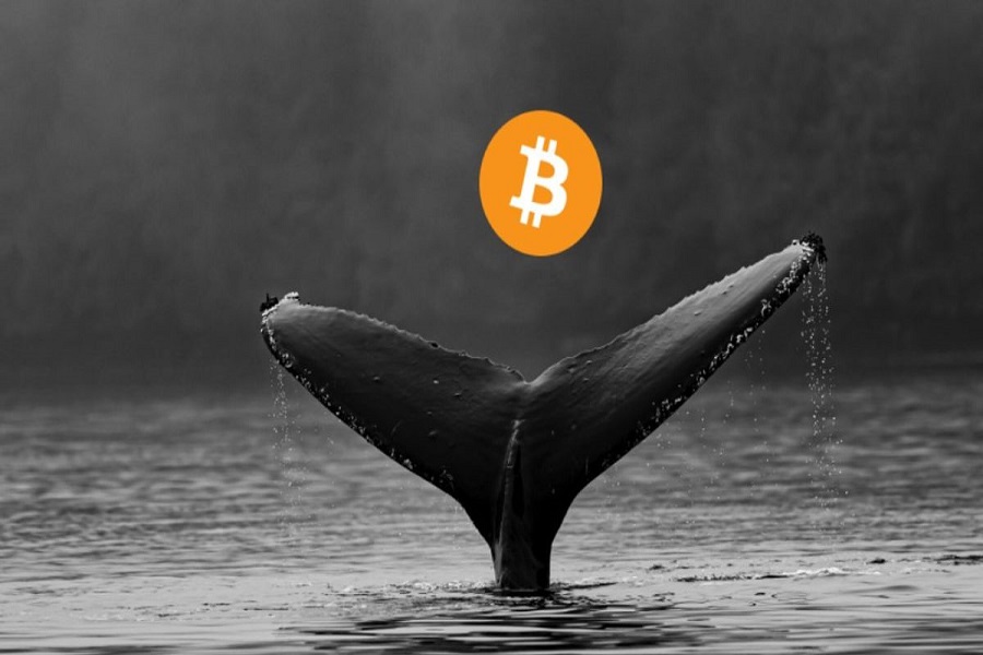 Bitcoin-Whales-ردیاب-04