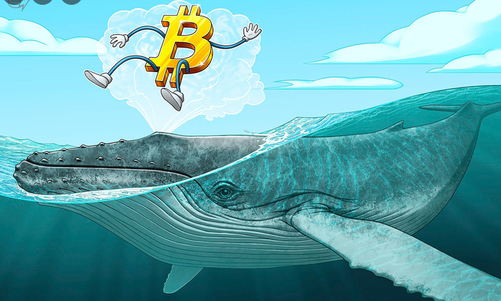 تاثیر نهنگ ها در بازار ارز دیجیتال